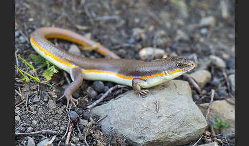 Tüpfelskink (Eumeces schneideri)