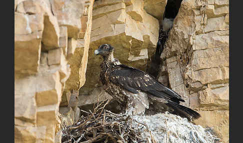 Bartgeier (Gypaetus barbatus)