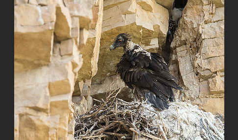 Bartgeier (Gypaetus barbatus)