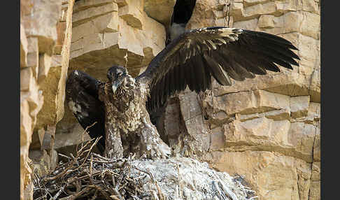 Bartgeier (Gypaetus barbatus)