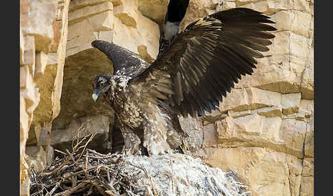 Bartgeier (Gypaetus barbatus)