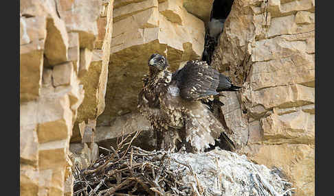 Bartgeier (Gypaetus barbatus)