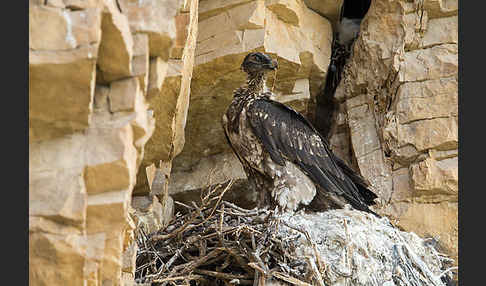 Bartgeier (Gypaetus barbatus)