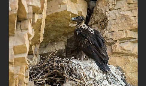 Bartgeier (Gypaetus barbatus)