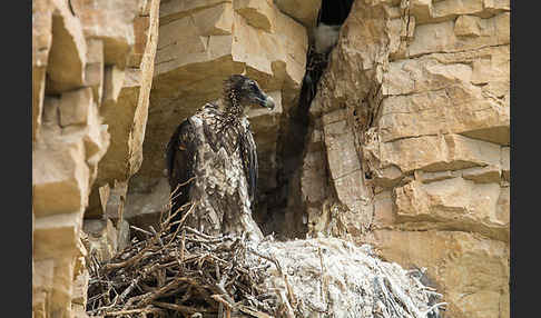 Bartgeier (Gypaetus barbatus)