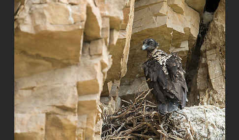 Bartgeier (Gypaetus barbatus)