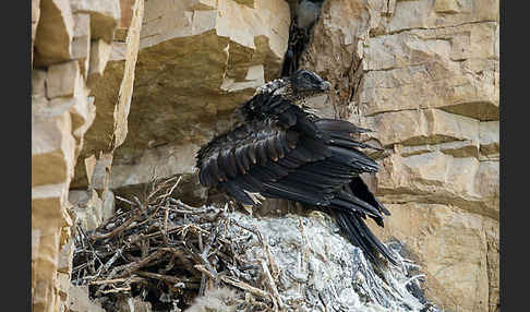 Bartgeier (Gypaetus barbatus)