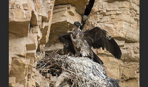 Bartgeier (Gypaetus barbatus)