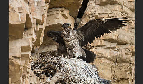 Bartgeier (Gypaetus barbatus)