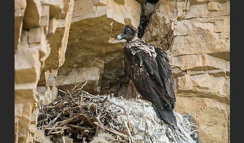 Bartgeier (Gypaetus barbatus)