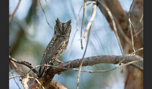 Zwergohreule (Otus scops)