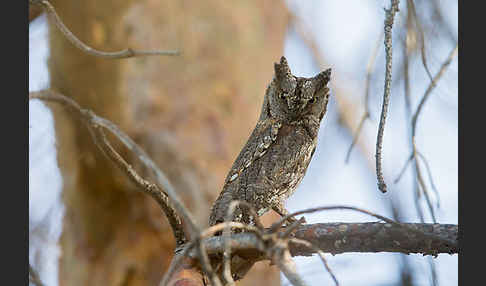 Zwergohreule (Otus scops)