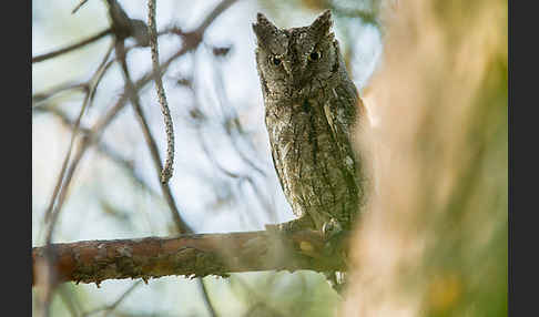 Zwergohreule (Otus scops)