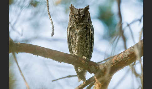 Zwergohreule (Otus scops)