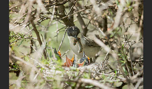 Nachtigallengrasmücke (Curruca crassirostris)