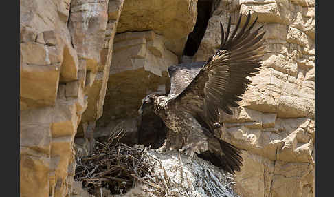 Bartgeier (Gypaetus barbatus)