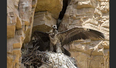 Bartgeier (Gypaetus barbatus)