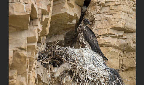 Bartgeier (Gypaetus barbatus)