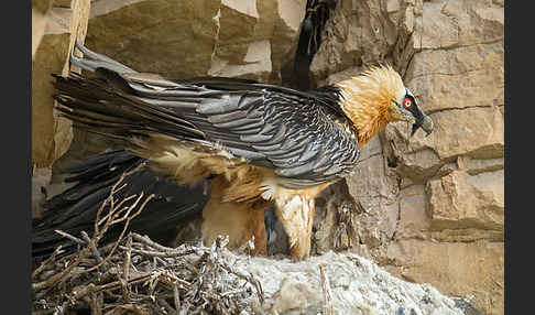 Bartgeier (Gypaetus barbatus)