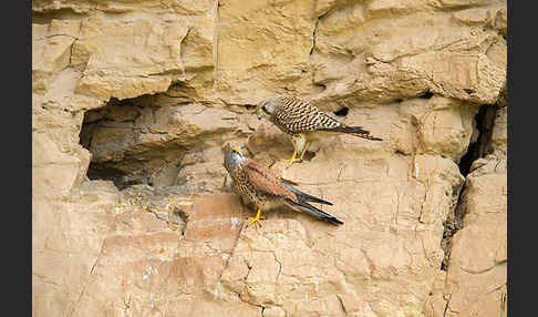 Turmfalke (Falco tinnunculus)