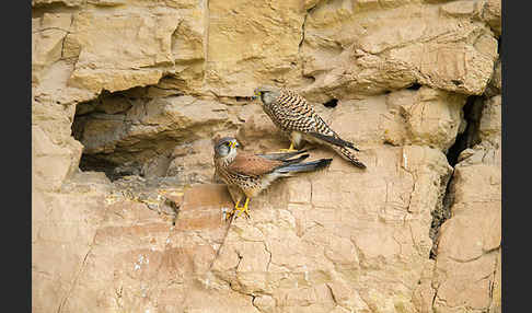 Turmfalke (Falco tinnunculus)