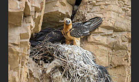 Bartgeier (Gypaetus barbatus)