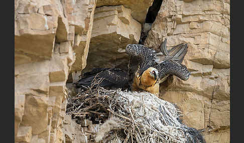 Bartgeier (Gypaetus barbatus)