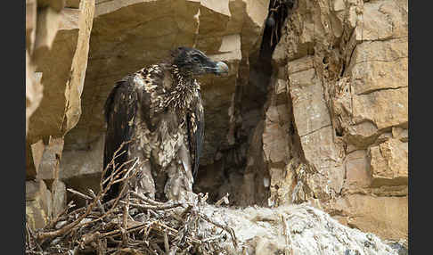 Bartgeier (Gypaetus barbatus)