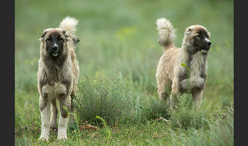 Haushund (Canis lupus familiaris)