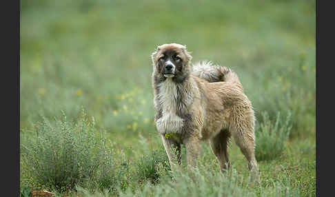 Haushund (Canis lupus familiaris)