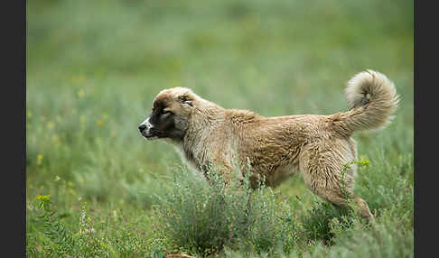 Haushund (Canis lupus familiaris)