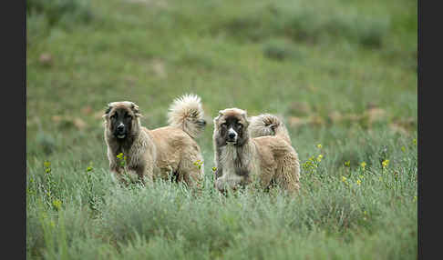 Haushund (Canis lupus familiaris)