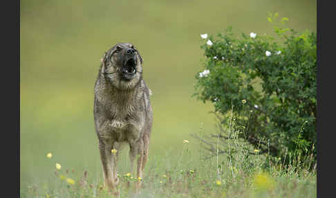 Haushund (Canis lupus familiaris)