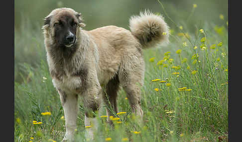 Haushund (Canis lupus familiaris)