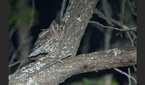 Zwergohreule (Otus scops)