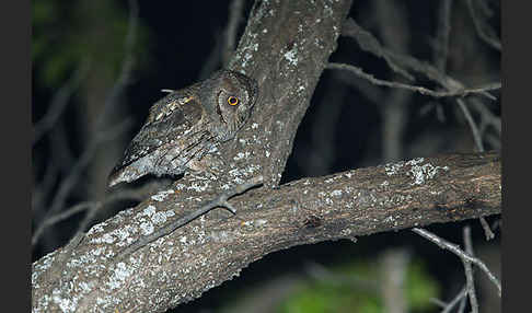 Zwergohreule (Otus scops)