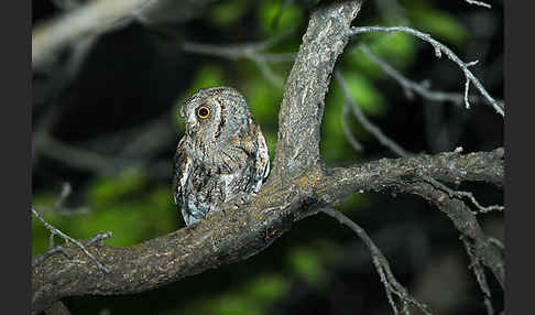 Zwergohreule (Otus scops)