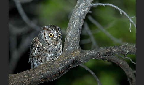 Zwergohreule (Otus scops)