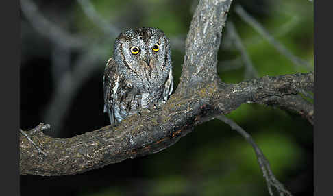 Zwergohreule (Otus scops)