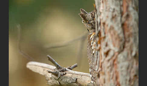 Zwergohreule (Otus scops)