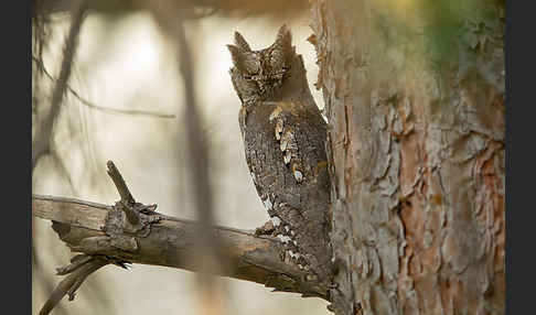 Zwergohreule (Otus scops)