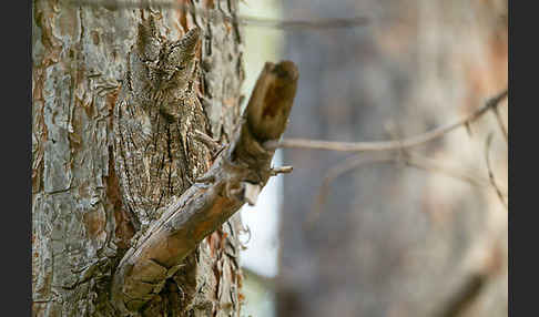 Zwergohreule (Otus scops)