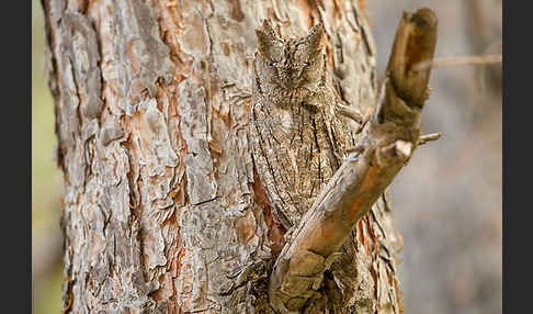 Zwergohreule (Otus scops)