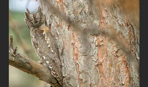 Zwergohreule (Otus scops)