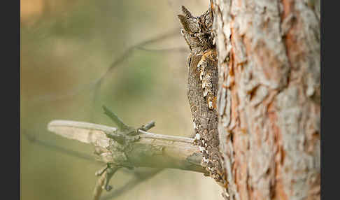 Zwergohreule (Otus scops)