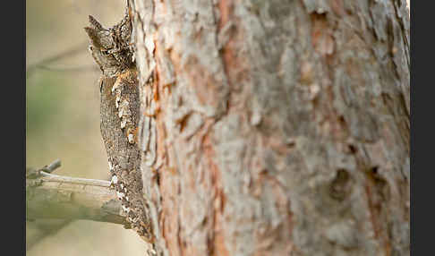 Zwergohreule (Otus scops)