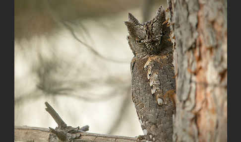 Zwergohreule (Otus scops)