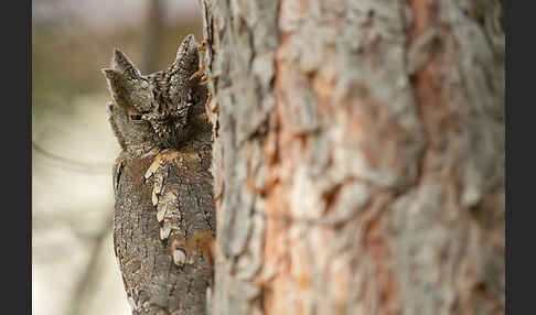 Zwergohreule (Otus scops)