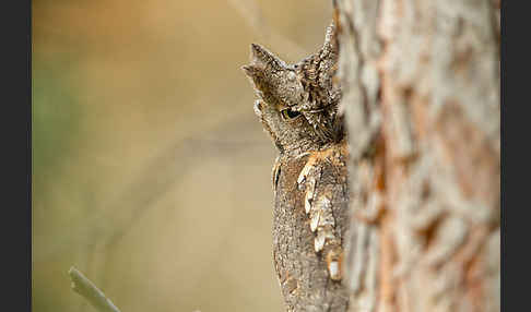 Zwergohreule (Otus scops)