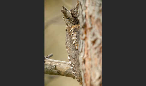 Zwergohreule (Otus scops)